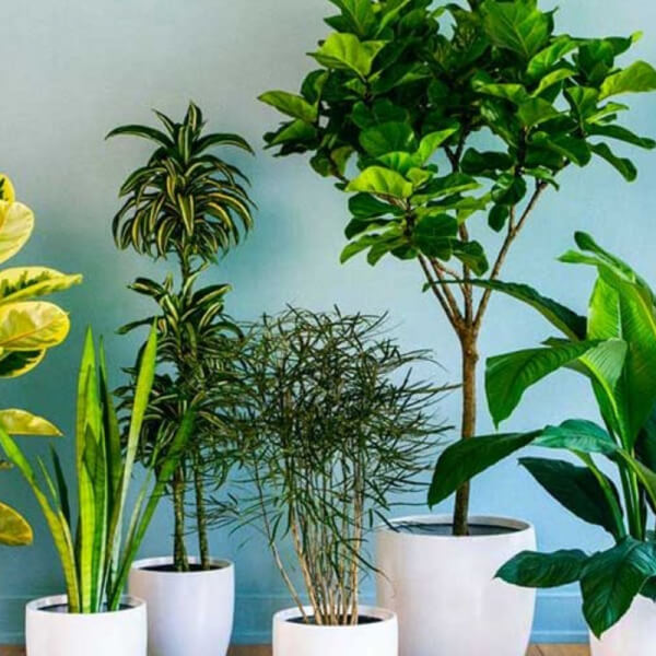 Plantas
