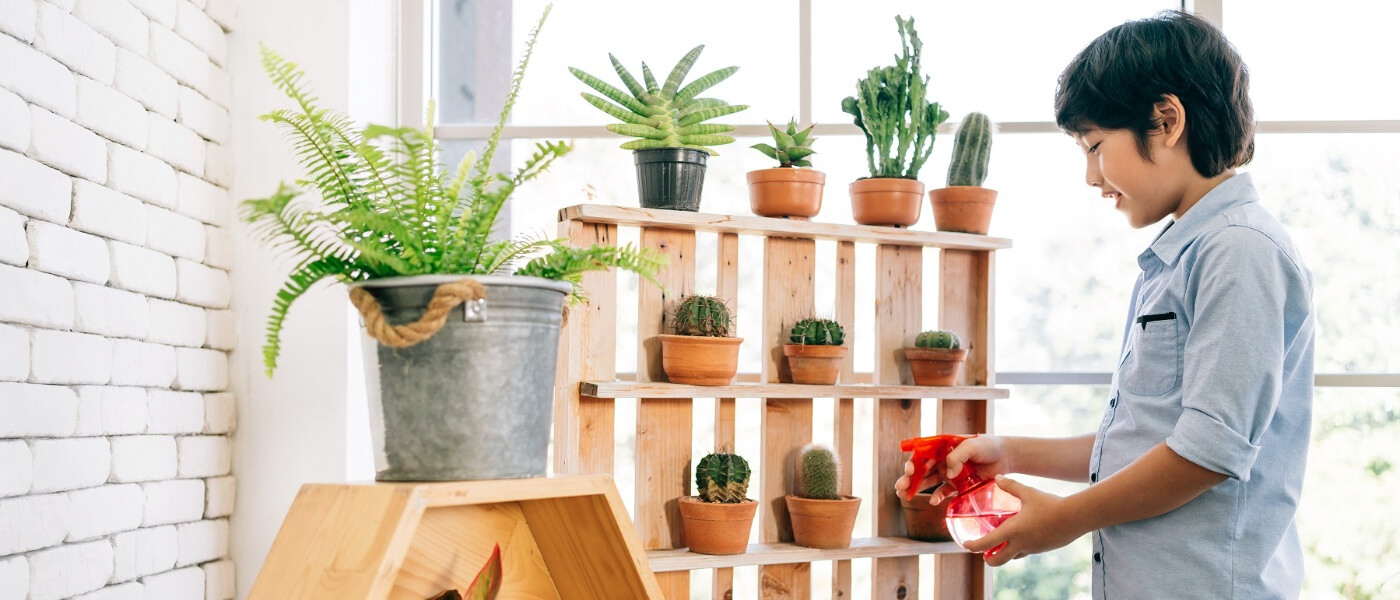 cuidado-de-plantas