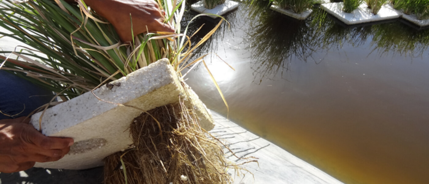 vetiver