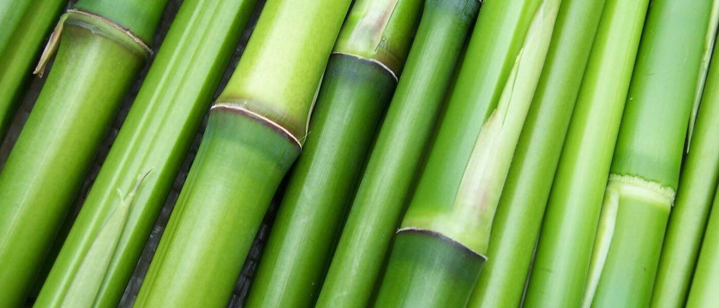 bamboo