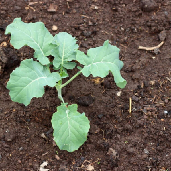 Kale Rizado