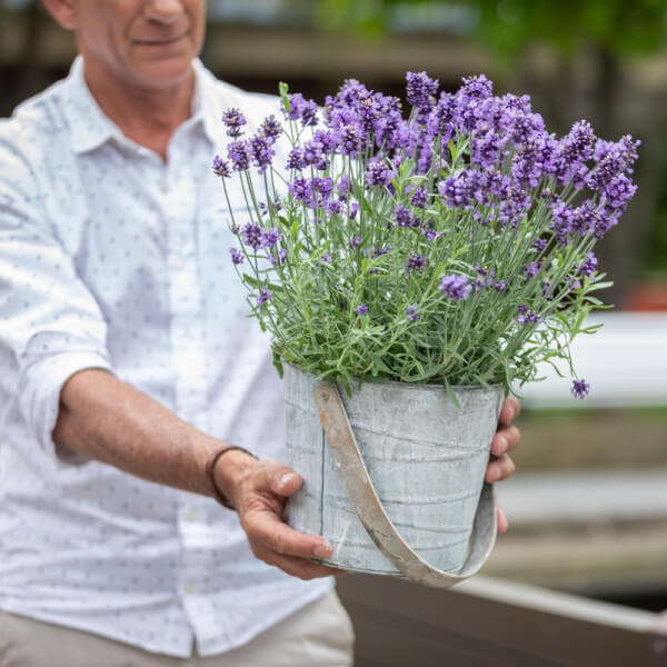 Lavanda