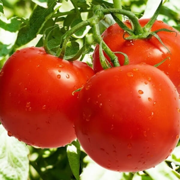 Tomate Riñon
