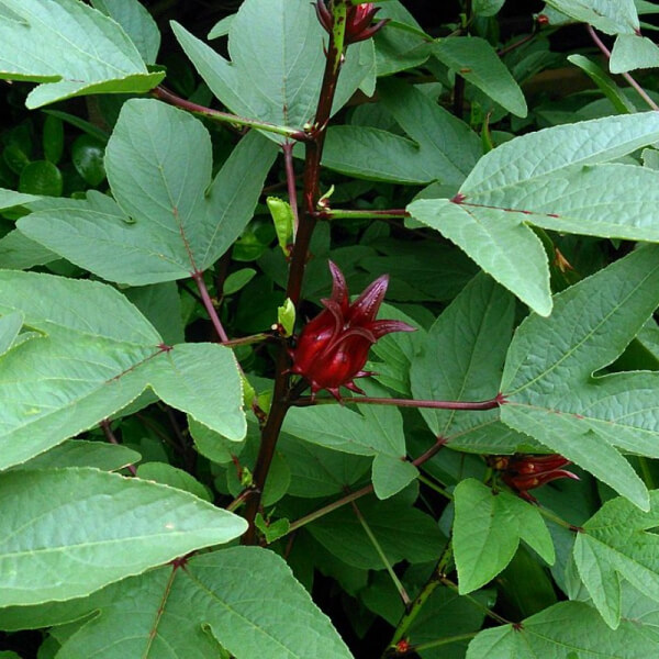Flor de Jamaica