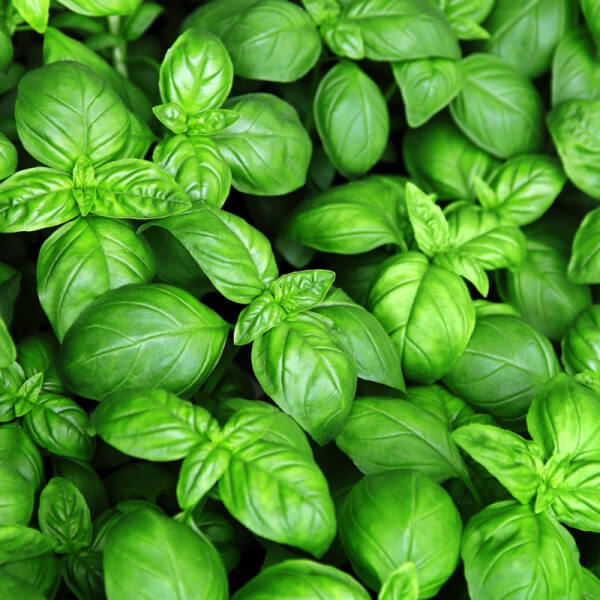 Albahaca