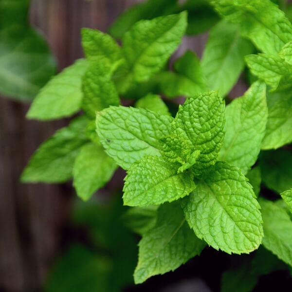 Menta