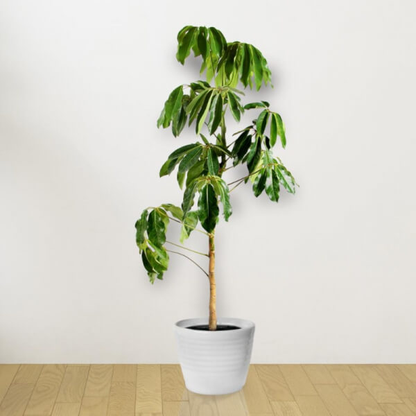 Cheflera verde (Schefflera actinophylla)