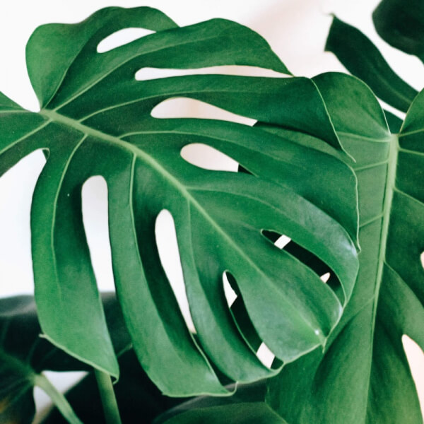 Monstera Deliciosa