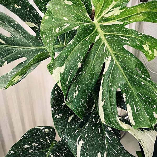 Monstera Variegata Thai Constellation