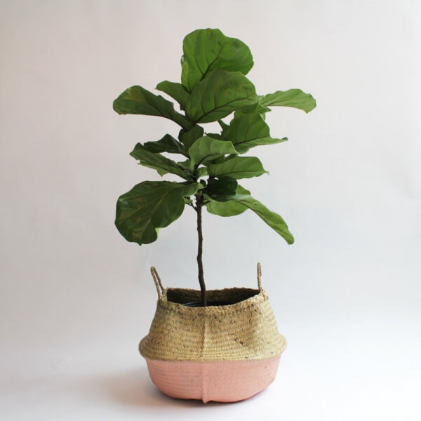 Ficus Lyrata