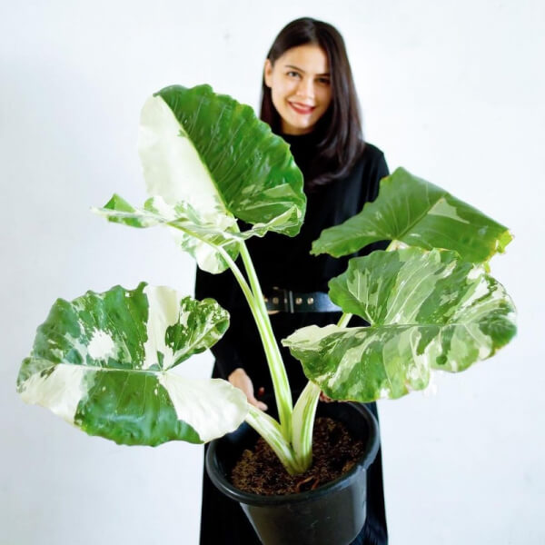 Alocasia Variegata