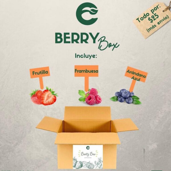 Berry Box - Arándanos, Frambuesa y Frutilla.
