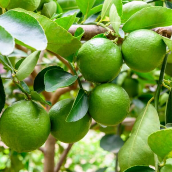 Limón