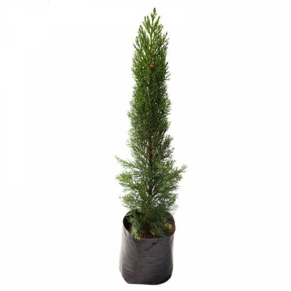 Pino vela (Cupressus sempervirens)