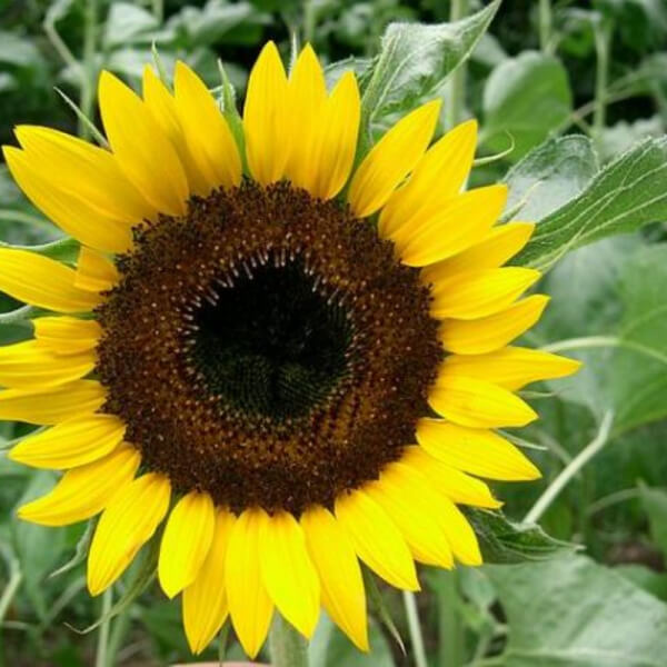 Girasoles