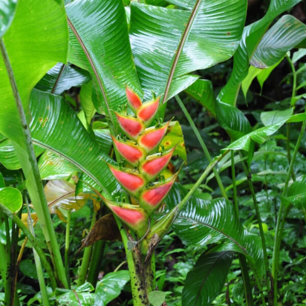 Heliconia Wagneriana