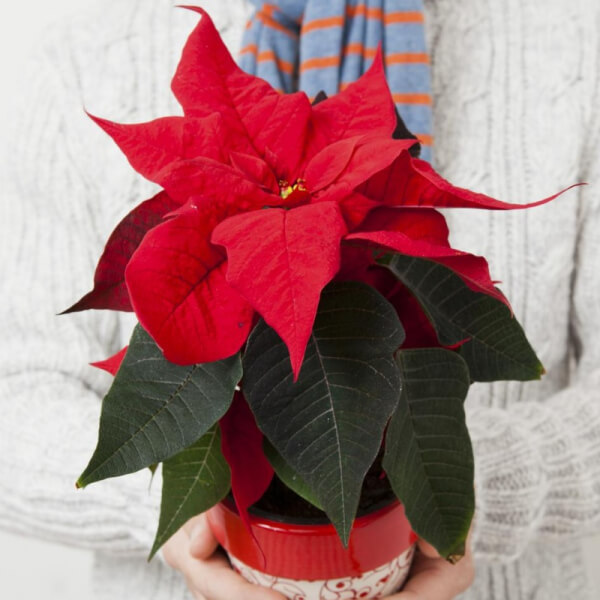 Flor de la navidad.