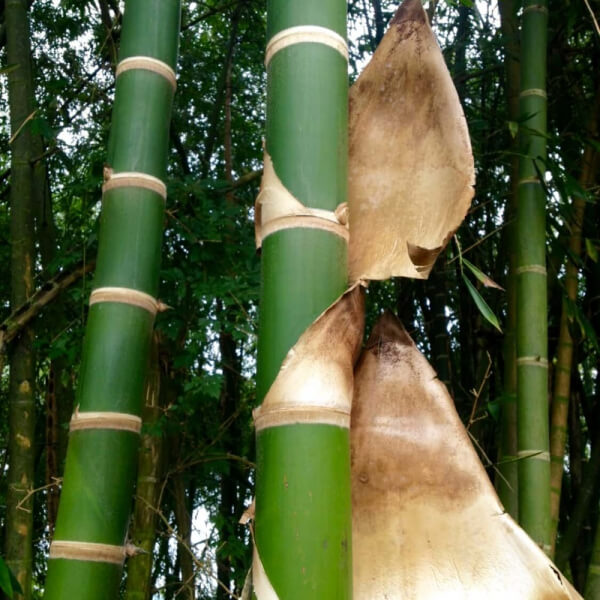 Caña Brava (Guadua Angustifolia)
