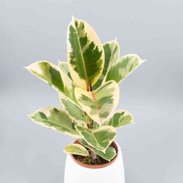 Ficus Elastica Tineke