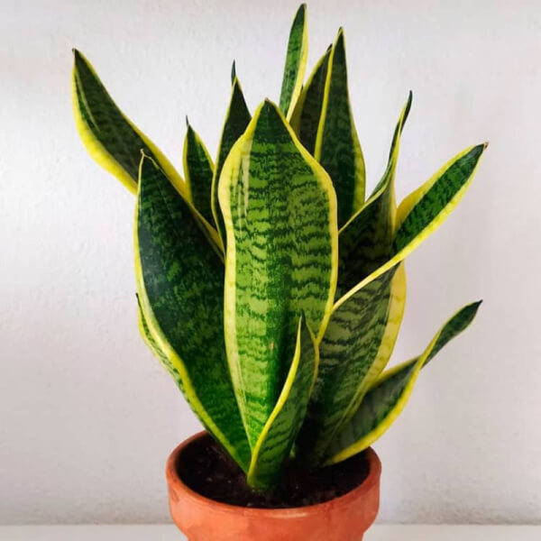 Lengua de suegra o Dracaena trifasciata