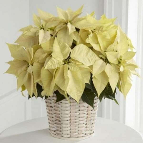 Flor de la navidad amarilla