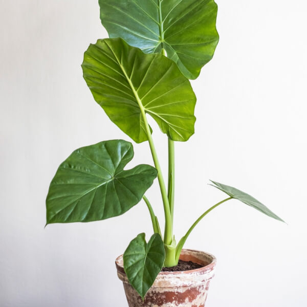 Alocasia Macrorrhizos