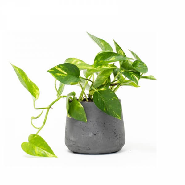 Potos (Epipremnum aureum)