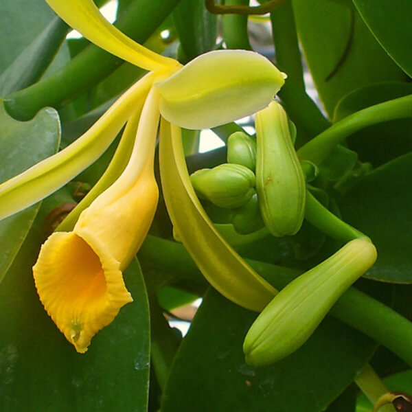 Vainilla