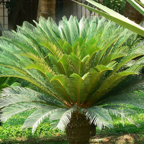 Cycas revoluta (Cyca)