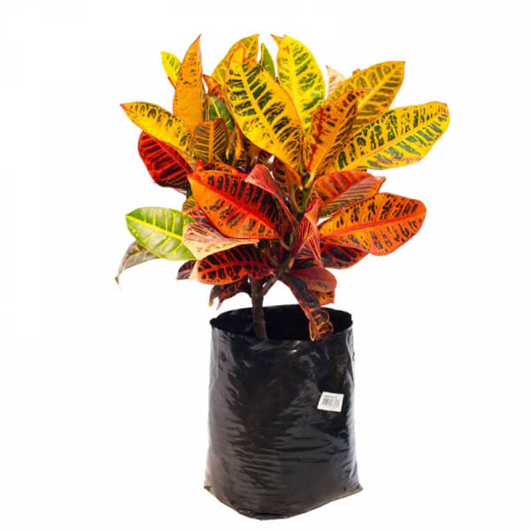Crotos (Codiaeum Variegatum)