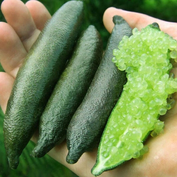 Citrus Australasica