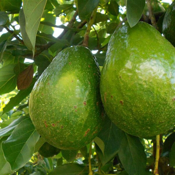 Aguacate Injertado(Persea Americana)