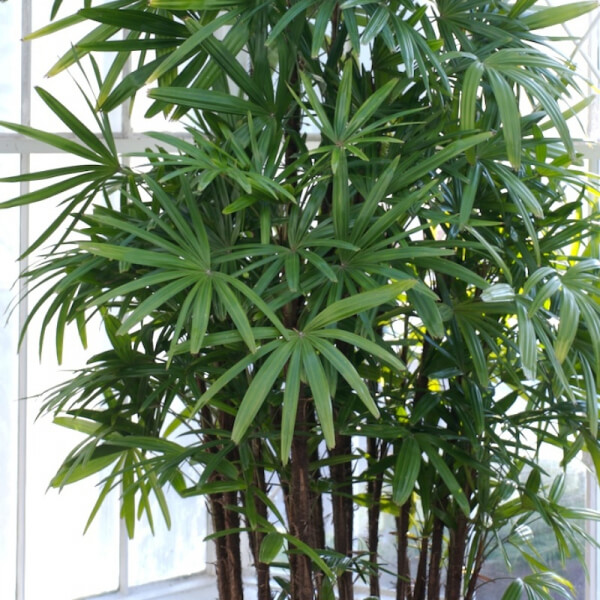 Rhapis excelsa (Palmera Rafi)