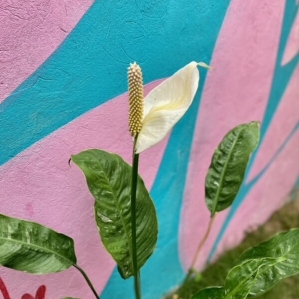 Anturios Blanco
