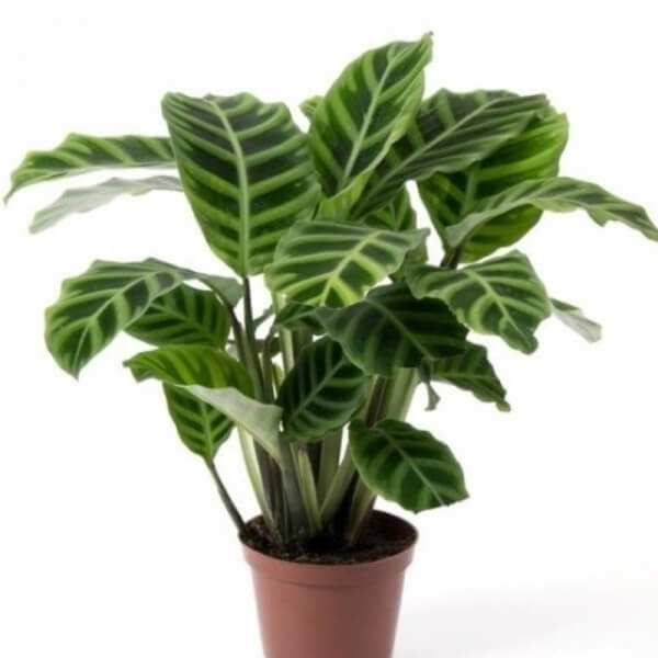 Calatea cebra (Calathea zebrina)