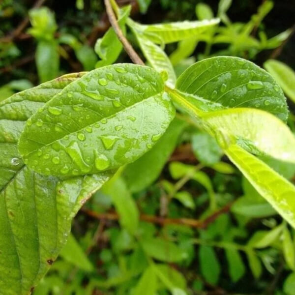 Guayusa (Ilex Guayusa)