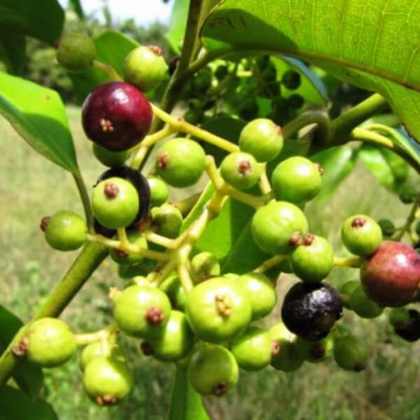 Pimienta de dulce (Pimienta Dioica)