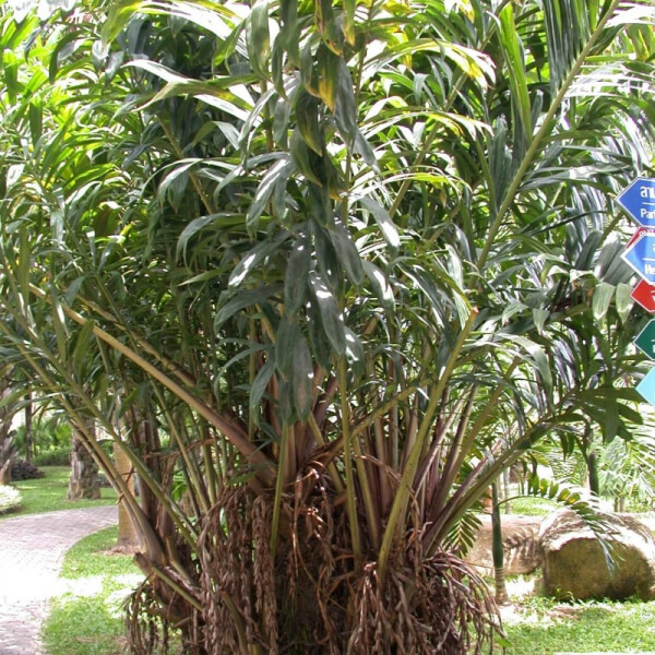 Salacca Zalacca
