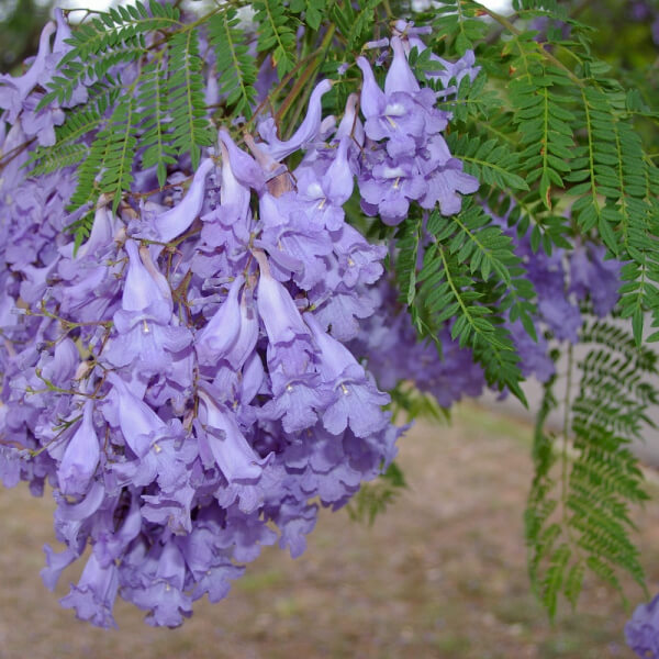 Jacaranda