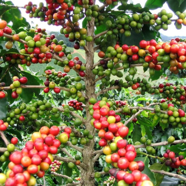 Café