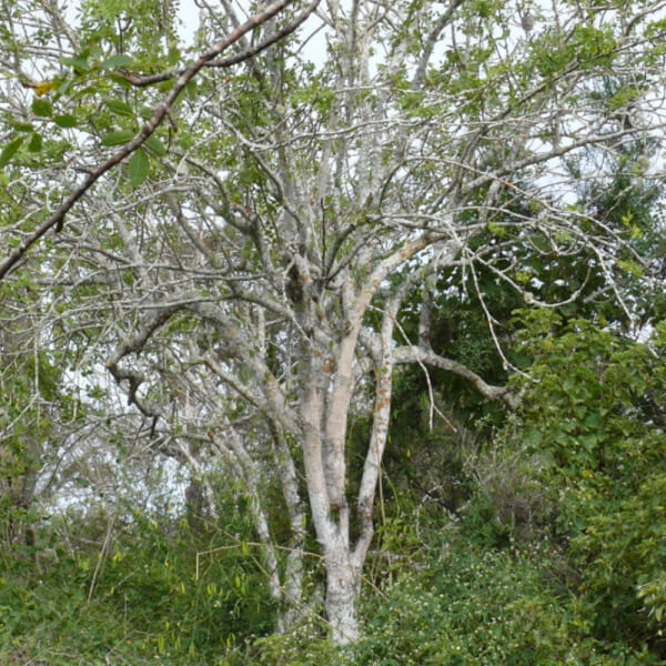 Palo Santo (Bursera graveolens)