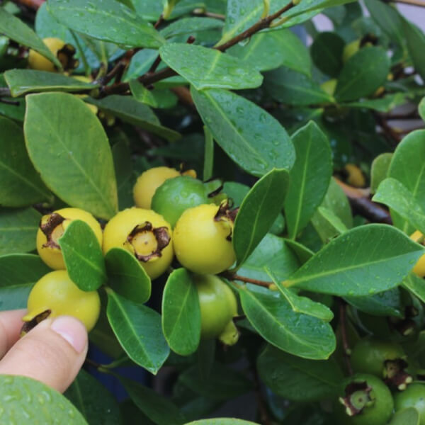 Arazá (Eugenia stipitata)