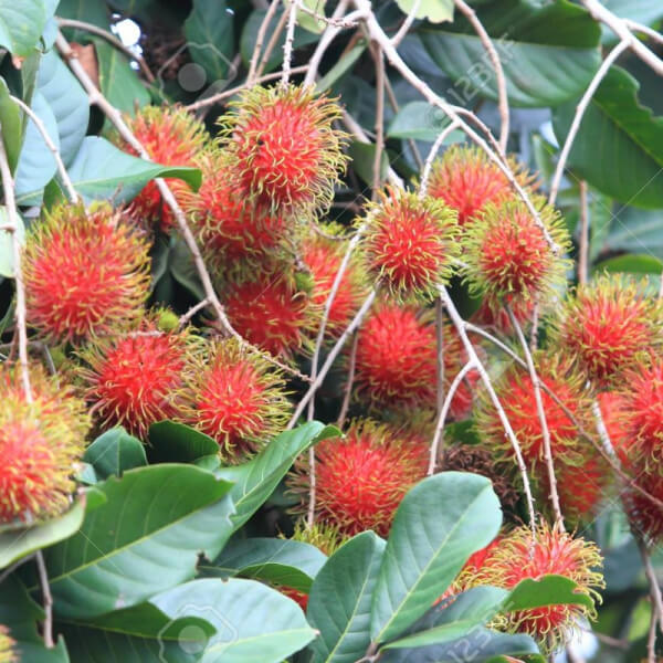 Achotillo (Nephelium lappaceum)
