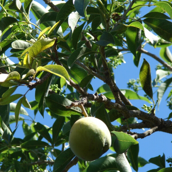 Zapote (Casimiroa edulis)