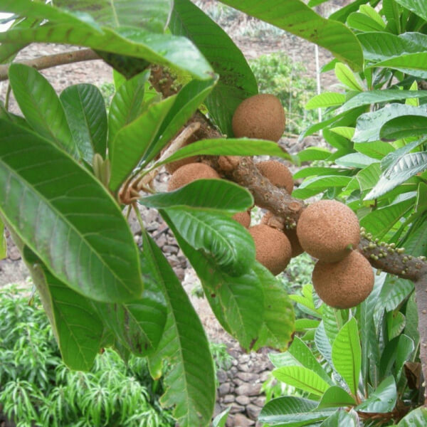 Mamey (Mammea americana)