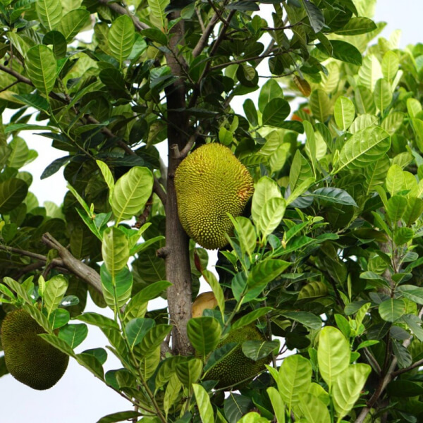 Jackfruit
