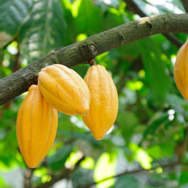 Cacao