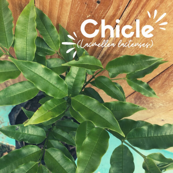 Chicle (Lacmellea lactensens)