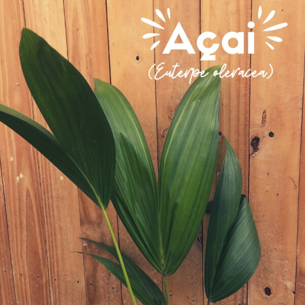 Açai (Euterpe oleracea)