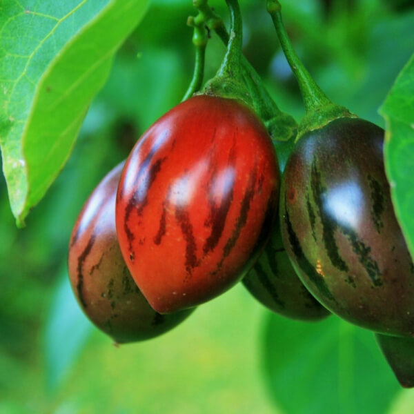 Tomate de árbol